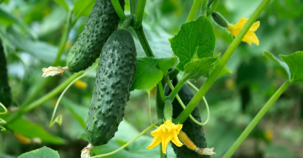 How to grow Cucumbers