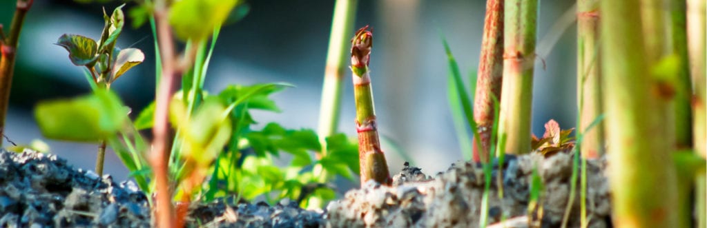 Japanese Knotweed Invasive Plant which Can Cause You Problems Legally