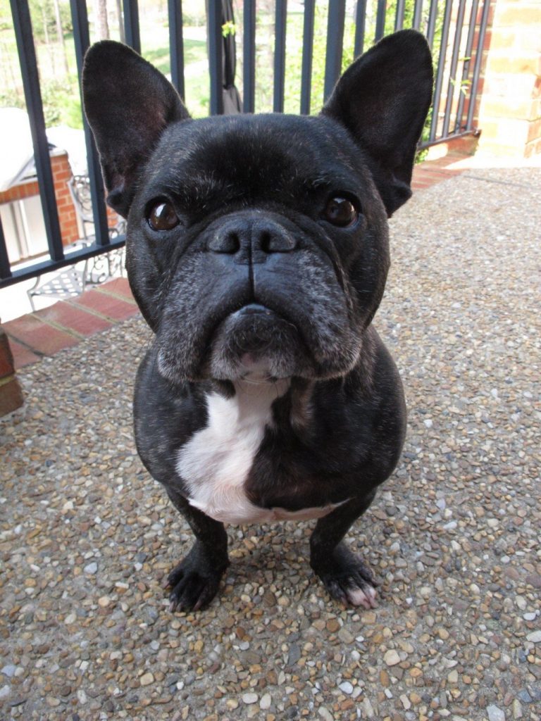 The Often Forgotten Thing That Can Harm Your French Bulldog