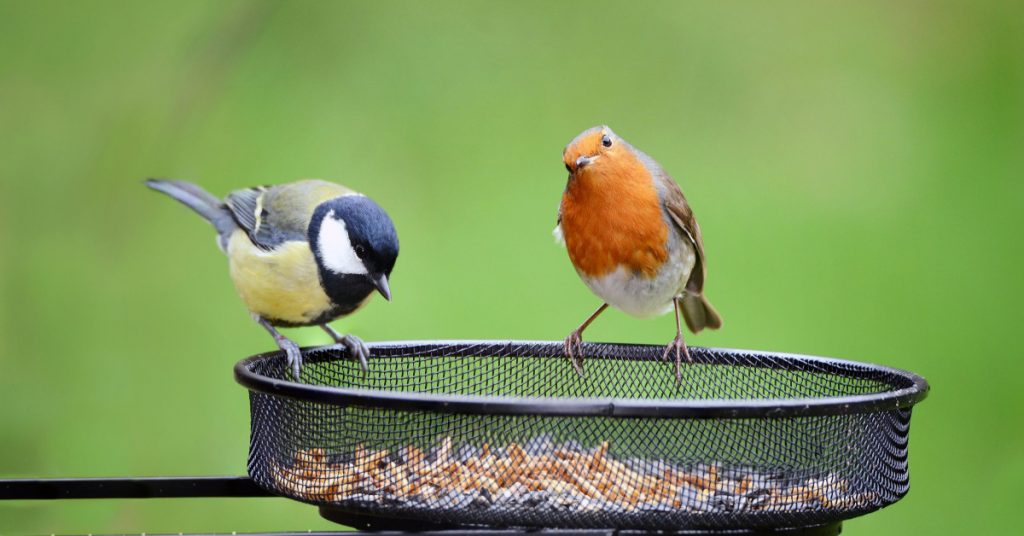 How to set up your garden for birdwatching
