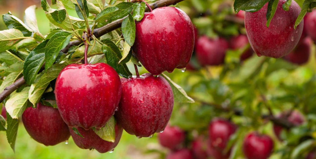 Apple Pips: The Little Seed That Could Grow a Mighty Tree