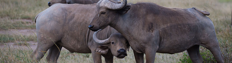 Hundreds of Buffaloes Drown in Chobe River