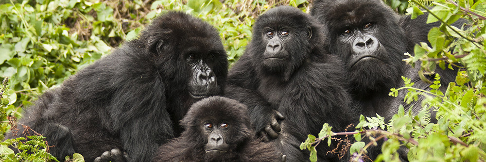 Central African Mountain Gorillas Staging A Remarkable Recovery