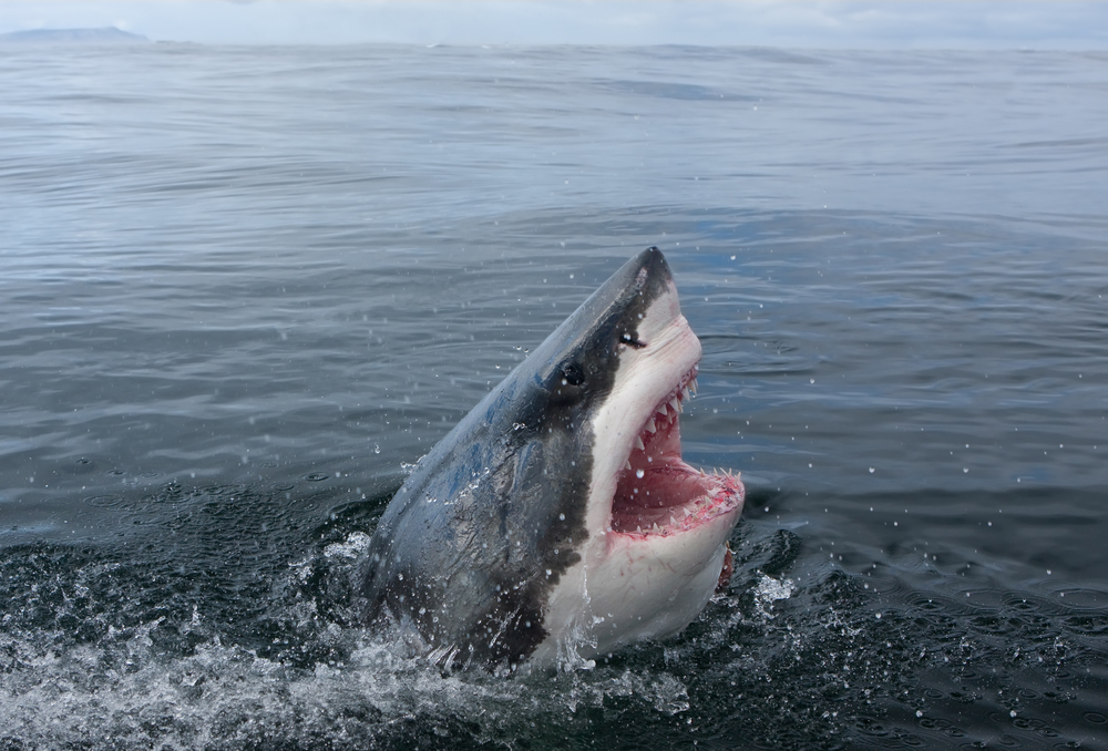 Australian Man Dies After Being Attacked by a Shark!