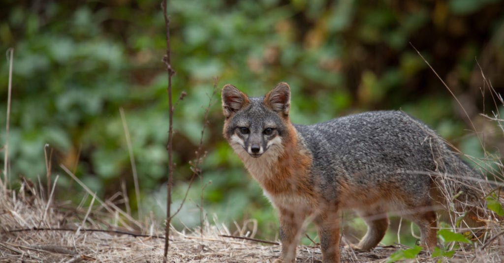 Endangered Tiny Fox Numbers Rise