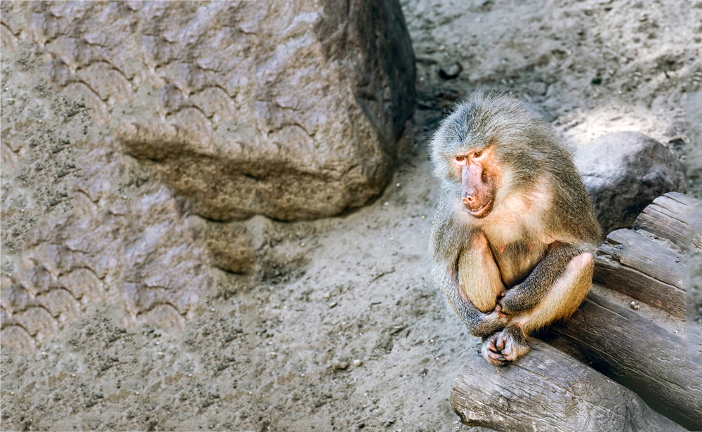 Baboon Survives 6 Months With Pig Heart