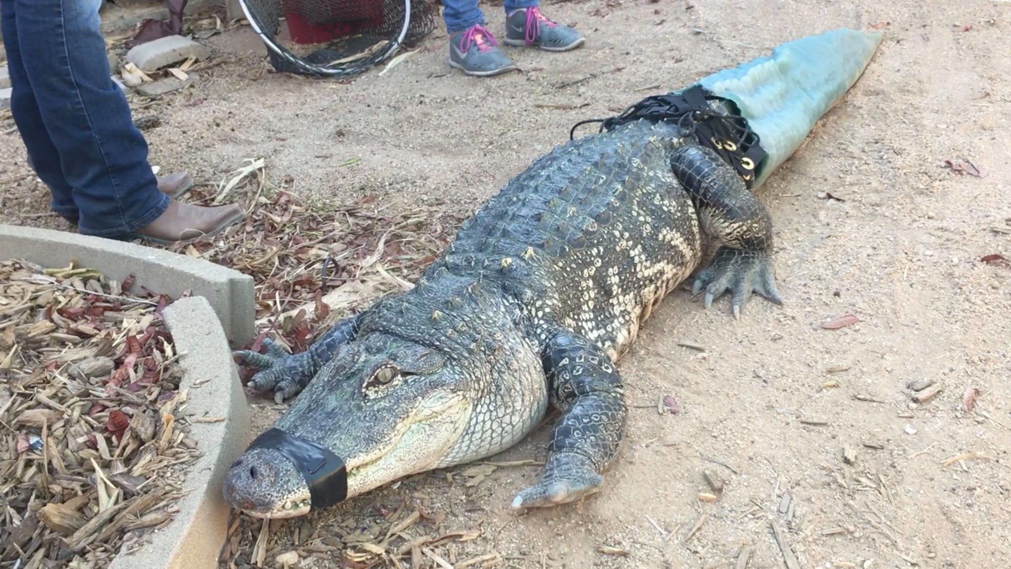 Alligator Gets New Tail?