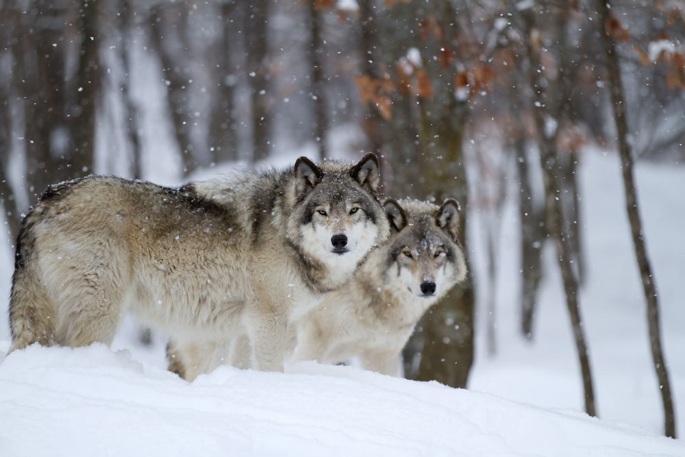 Wolves Are Being Airdropped Into The USA For A Special Mission | Latest ...