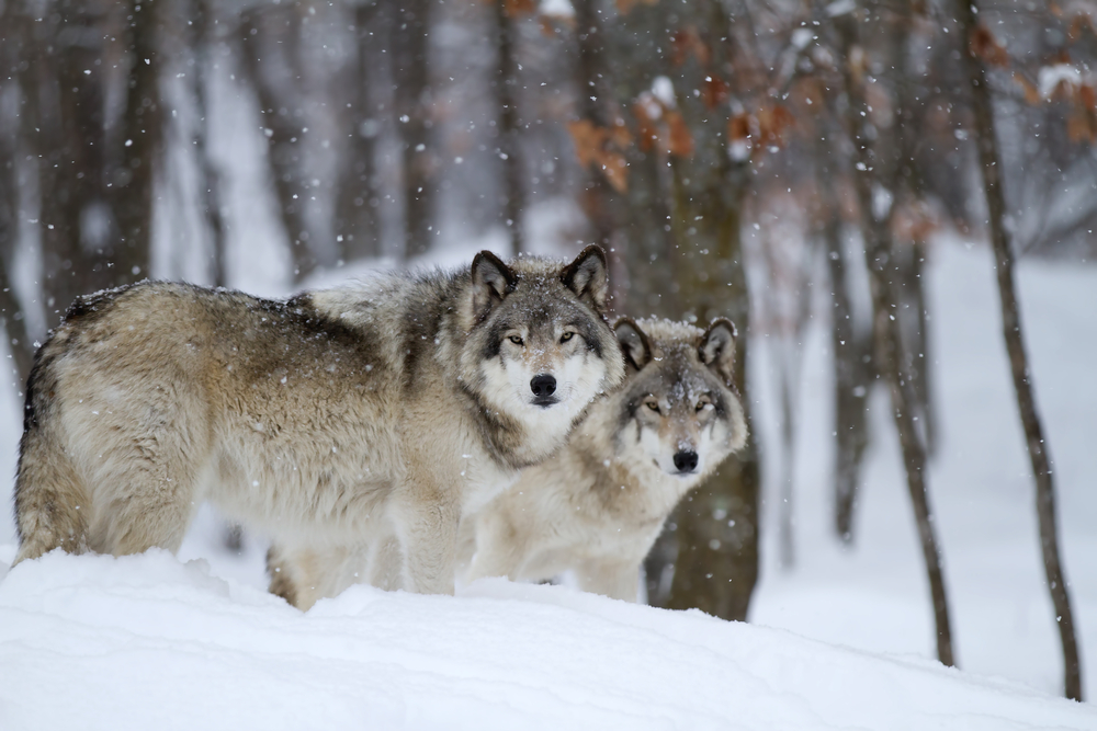 Wolves Are Being Airdropped Into The USA For A Special Mission