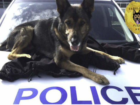 Finn’s Law: Protection to service dogs has been given Royal Assent