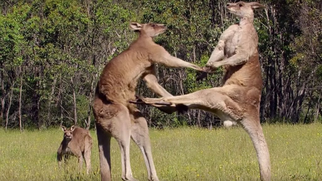 Para-glider Catches Hands From Kangaroo