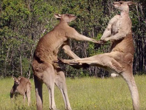 Para-glider Catches Hands From Kangaroo