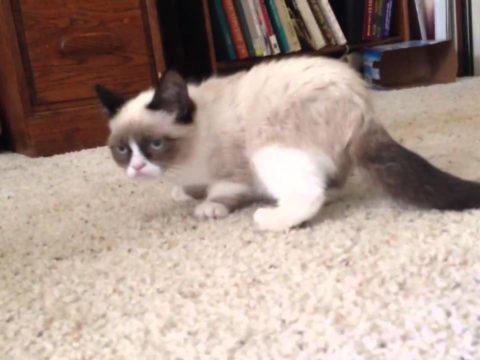 Grumpy Cat Dies Aged 7