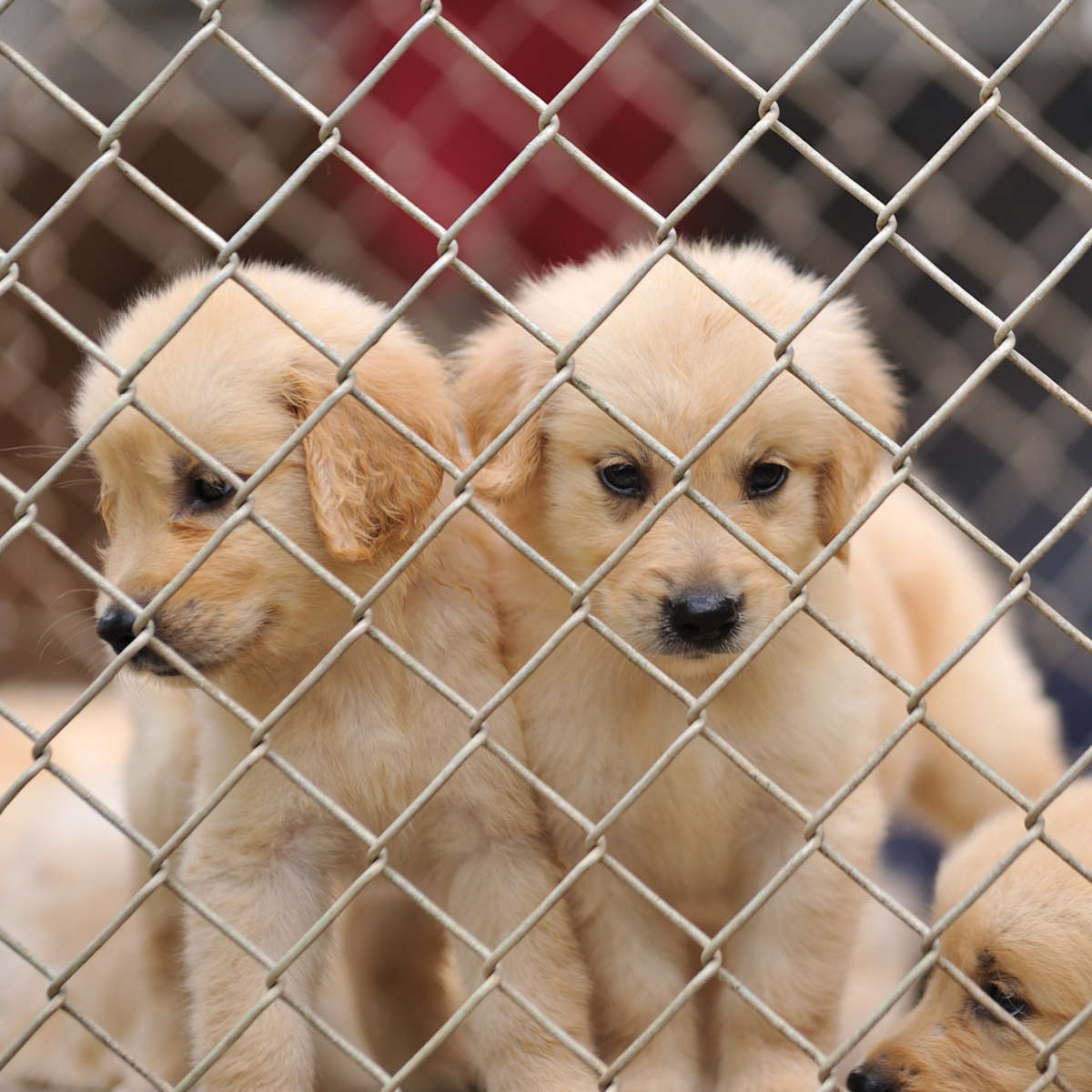 Lucy’s law bans puppy and kitten farming Latest News