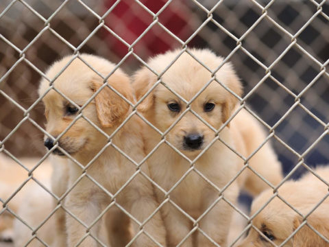 Lucy’s law bans puppy and kitten farming