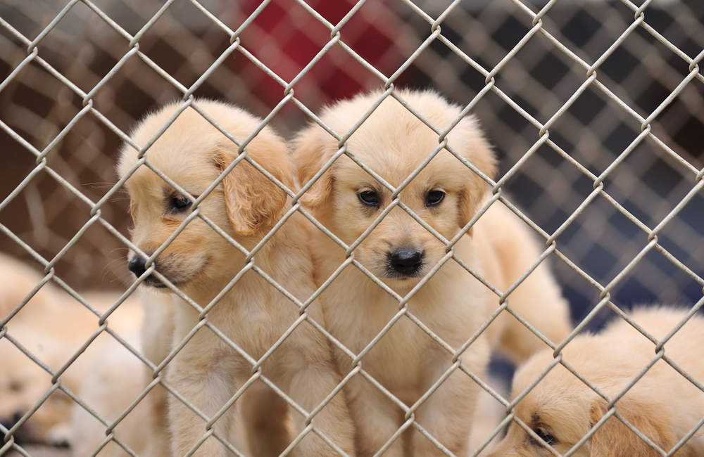 Lucy’s law bans puppy and kitten farming
