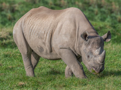 European Zoos Send Five Eastern Black Rhinos To Rwanda