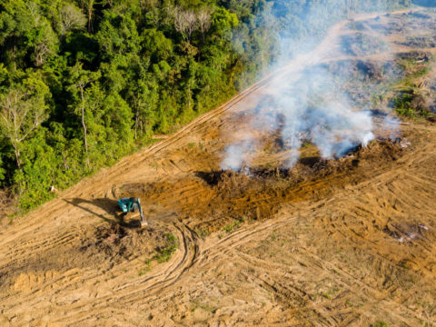 President Bolsonaro In Denial Re Deforestation