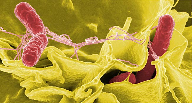 The Deadly Salmonella Outbreak In The US