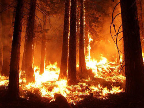 Amazon forest fires are on the rise at record rate