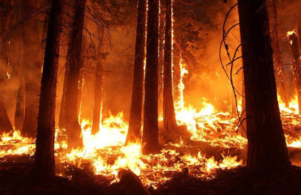 Amazon forest fires are on the rise at record rate