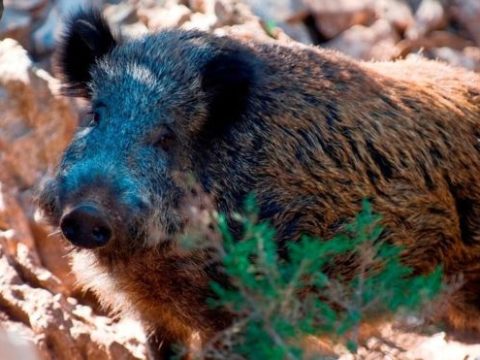 Italian Hunter Shot Dead By His Son
