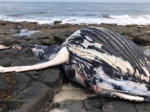 Humpback Whale Found Dead On UK Beach