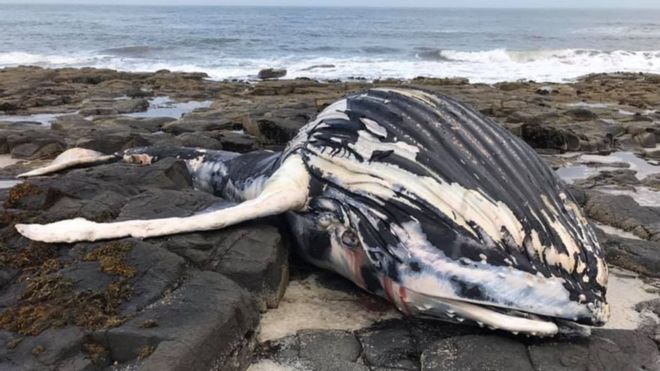 Humpback Whale Found Dead On UK Beach