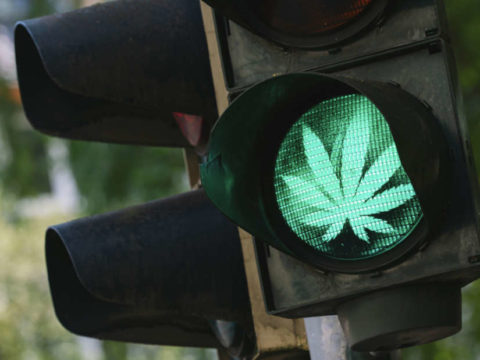 Experts Say CBD Harms The Liver