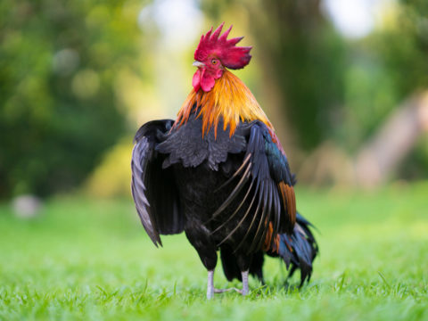 76 Year Old Woman Pecked To Death By Rooster