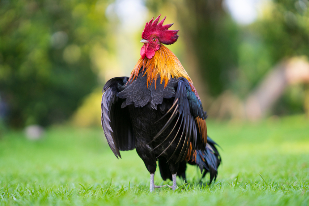 76 Year Old Woman Pecked To Death By Rooster