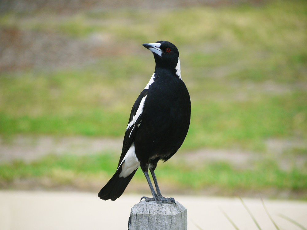 Man Dies After Australian Magpie Attack