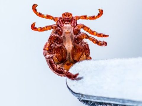Brain Illness Spread By Ticks Hits UK