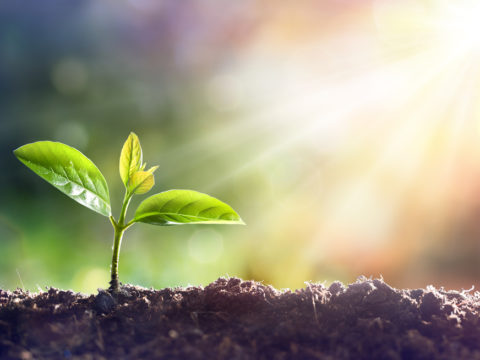 Indoor Potted Plants Don’t Improve Air Quality