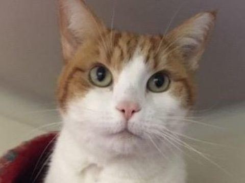Cat TRAPPED In Home For Three Weeks