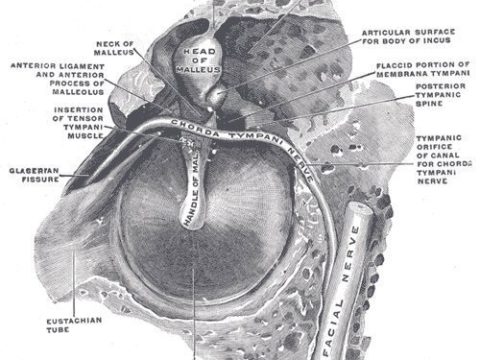 Are You An Ear Rumbler?