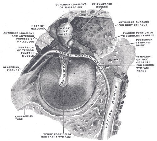 Are You An Ear Rumbler?