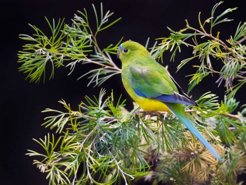 Orange Bellied Parrots Making A Recovery