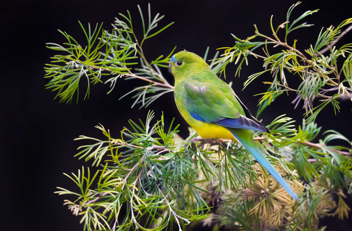 Orange Bellied Parrots Making A Recovery