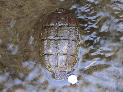 Young Boy Saved By Dad After Grenade Confusion