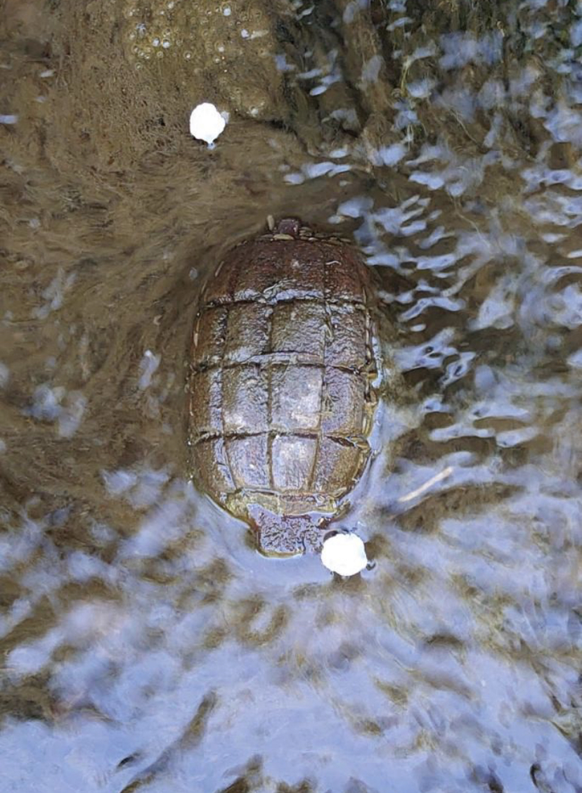 Young Boy Saved By Dad After Grenade Confusion