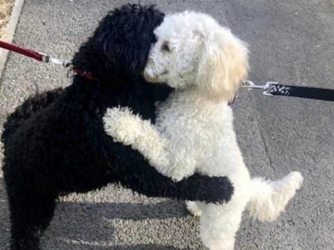 Dogs From The Same Litter Reunite
