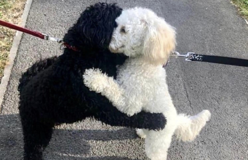 Dogs From The Same Litter Reunite