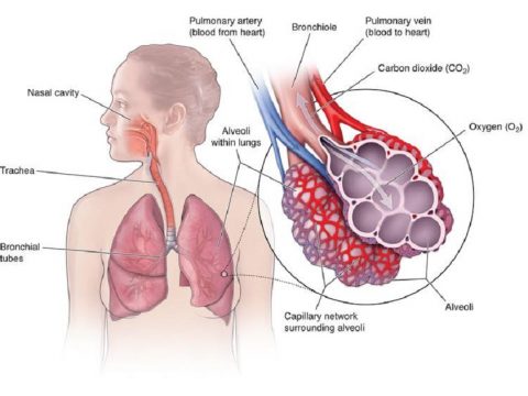How To Improve Your Respiratory Health