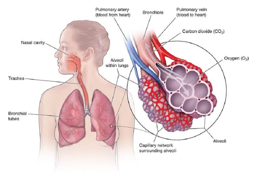 How To Improve Your Respiratory Health