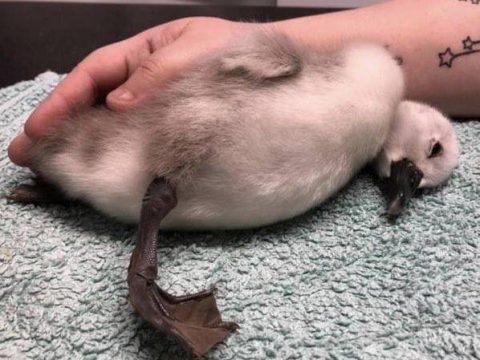 Baby Swan Purposely Kicked By Jogger Dies
