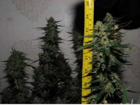 Woman Blames Cannabis Farm “Humming” On Sunbed