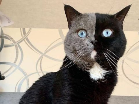 Two-Tone Cat Fathers “Colour Split” Kittens
