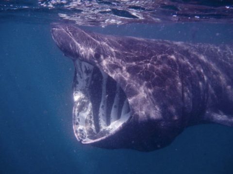Basking Shark Stranded At Filey Bay Put Down