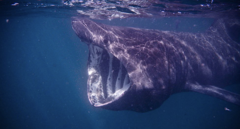 Basking Shark Stranded At Filey Bay Put Down